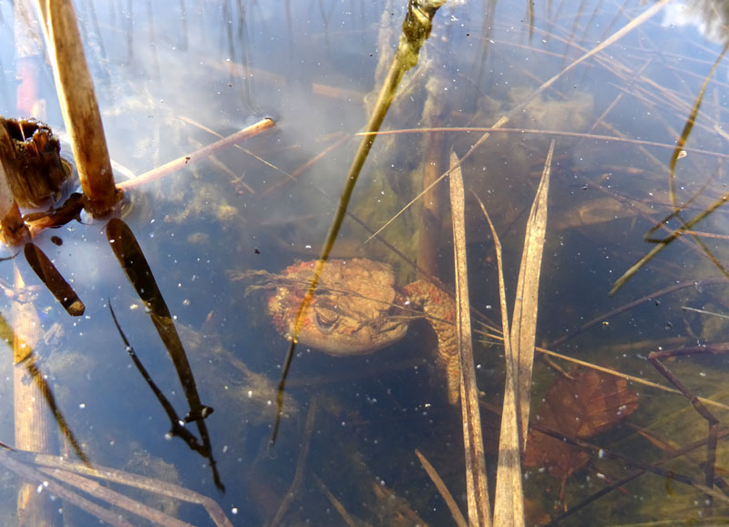 Bufo bufo - Bufonidae